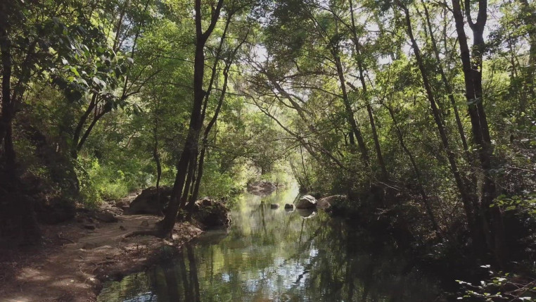 Forest stream in the sunlight preview 1